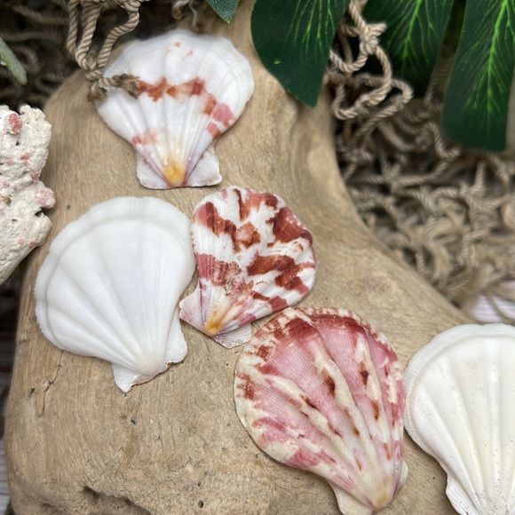 Gorgeous Folded Scallop Seashells Mixed Lot for Jewelry DIY or Nautical Decor - Picture 10 of 13